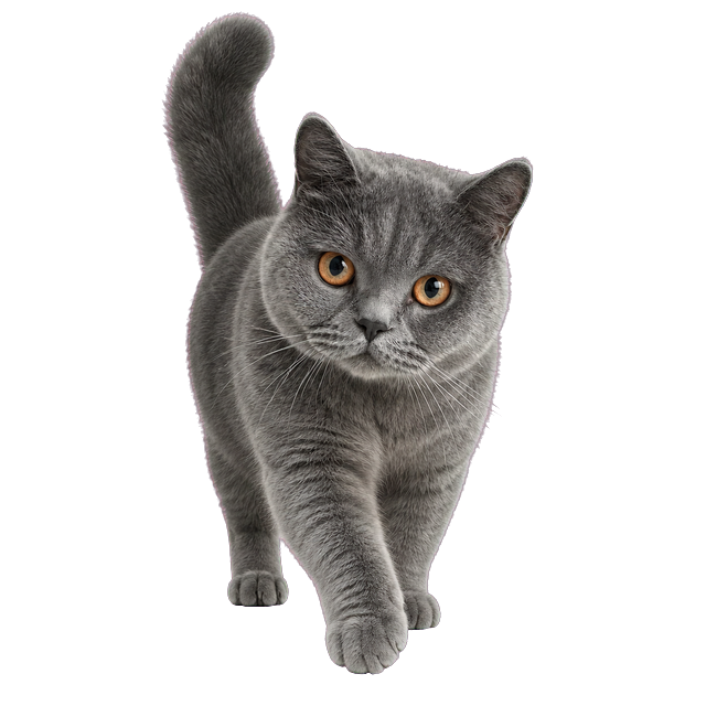 蓝色英国短毛猫宠物